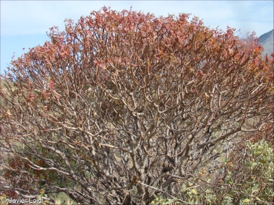 Euphorbia dendroides