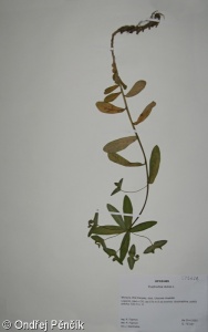 Euphorbia dulcis – pryšec sladký