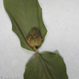 Euphorbia dulcis – pryšec sladký