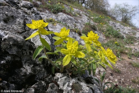 Euphorbia epithymoides