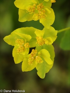 Euphorbia epithymoides – pryšec mnohobarvý
