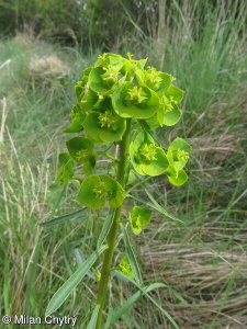 Euphorbia esula agg. – okruh pryšce obecného