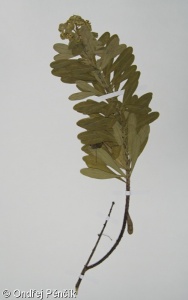 Euphorbia esula – pryšec obecný