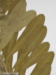 Euphorbia esula – pryšec obecný