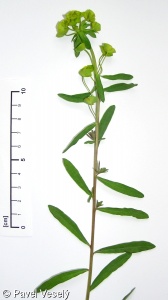 Euphorbia esula agg. – okruh pryšce obecného