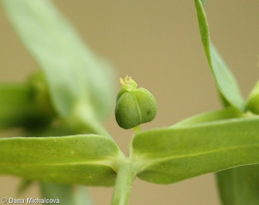 Euphorbia exigua – pryšec drobný