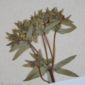 Euphorbia exigua – pryšec drobný