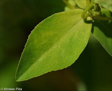 Euphorbia falcata – pryšec srpovitý