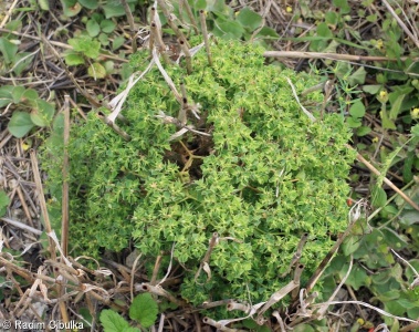 Euphorbia falcata – pryšec srpovitý