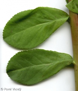 Euphorbia helioscopia – pryšec kolovratec