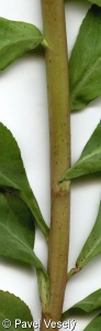 Euphorbia helioscopia – pryšec kolovratec