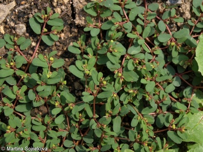 Euphorbia humifusa – pryšec poléhavý