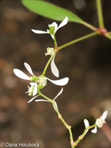 Euphorbia hypericifolia