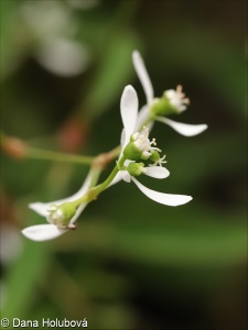 Euphorbia hypericifolia