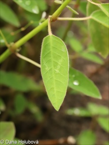 Euphorbia hypericifolia