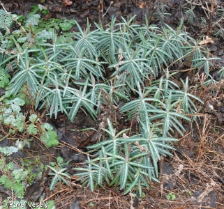Euphorbia lathyris – pryšec skočcový