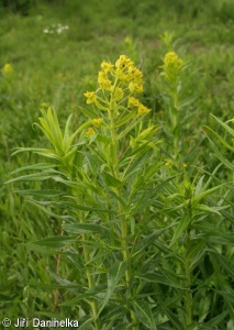 Euphorbia lucida – pryšec lesklý