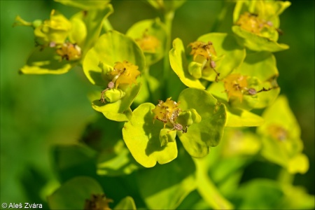 Euphorbia lucida – pryšec lesklý