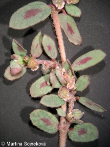 Euphorbia maculata – pryšec skvrnitý