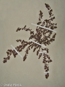 Euphorbia maculata – pryšec skvrnitý
