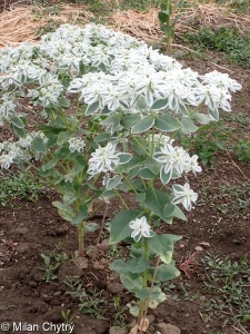 Euphorbia marginata &ndash; pryšec vroubený