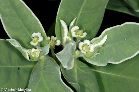 Euphorbia marginata – pryšec vroubený