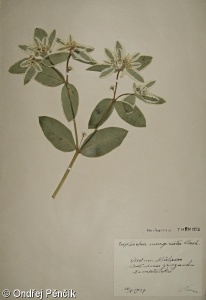 Euphorbia marginata – pryšec vroubený
