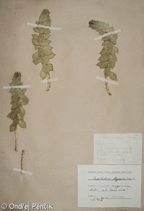 Euphorbia myrsinites – pryšec myrtovitý