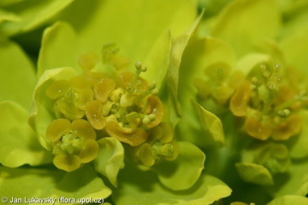 Euphorbia palustris – pryšec bahenní