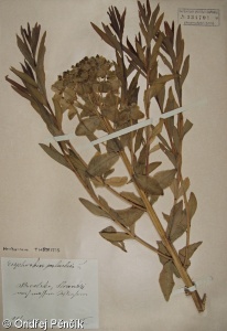 Euphorbia palustris – pryšec bahenní