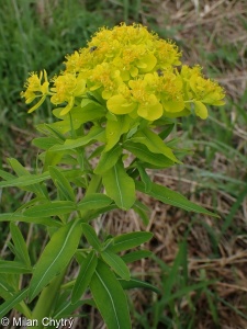 Euphorbia palustris &ndash; pryšec bahenní