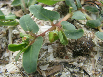 Euphorbia peplis – pryšec plážový