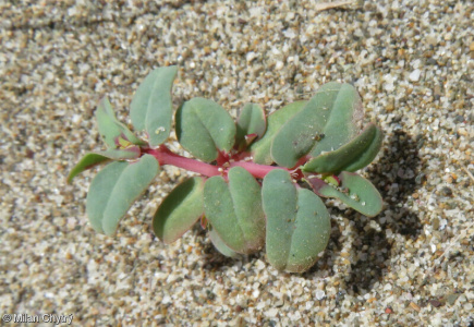 Euphorbia peplis – pryšec plážový