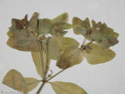 Euphorbia peplus – pryšec okrouhlý