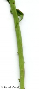 Euphorbia peplus – pryšec okrouhlý