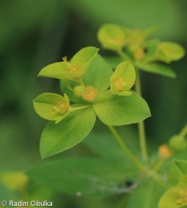 Euphorbia platyphyllos – pryšec plocholistý