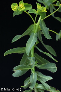 Euphorbia platyphyllos