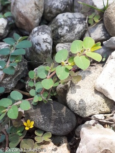 Euphorbia prostrata