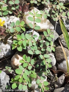 Euphorbia prostrata – pryšec rozprostřený