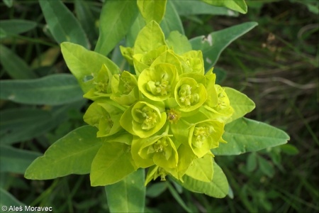 Euphorbia salicifolia