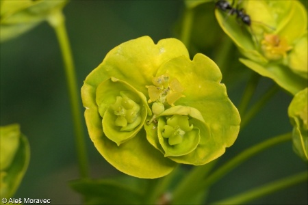 Euphorbia salicifolia &ndash; pryšec vrbolistý
