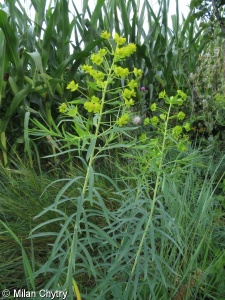 Euphorbia saratoi – pryšec zapeklitý