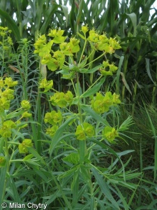 Euphorbia saratoi – pryšec zapeklitý