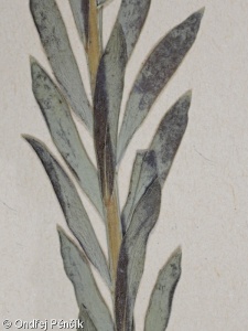 Euphorbia seguieriana – pryšec sivý