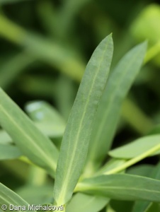 Euphorbia seguieriana – pryšec sivý