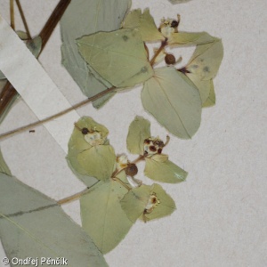 Euphorbia stricta – pryšec tuhý