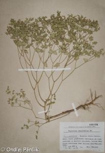 Euphorbia taurinensis – pryšec turínský
