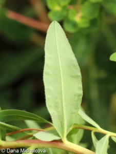 Euphorbia illirica – pryšec kosmatý