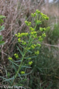 Euphorbia virgata – pryšec prutnatý