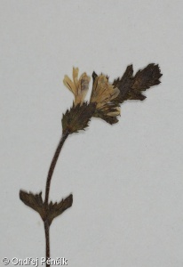 Euphrasia micrantha – světlík drobnokvětý